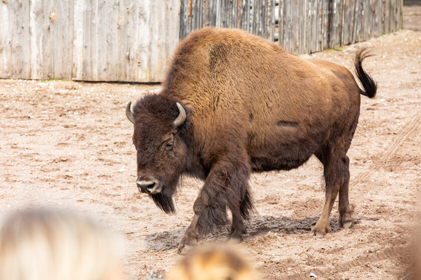 bison safari harz