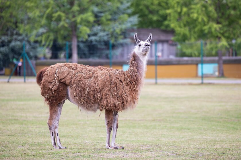 Faszinierende Tiere, unsere Lamas. Schau selbst! 🦙