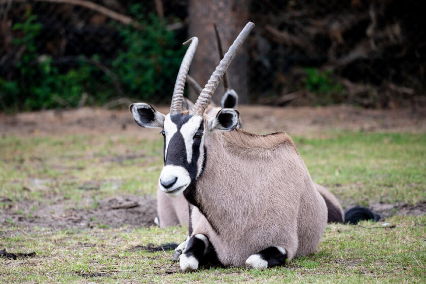 Oryx-Antilopen im Safariland Stukenbrock