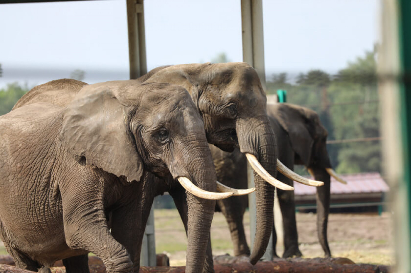 Elefanten im Safariland Stukenbrock