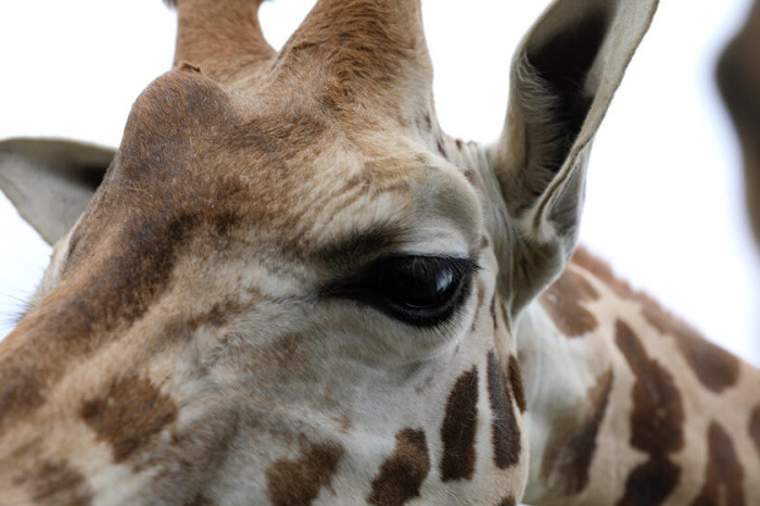 40502 1x Kleine Giraffe Safari Zoo für Tierpark 