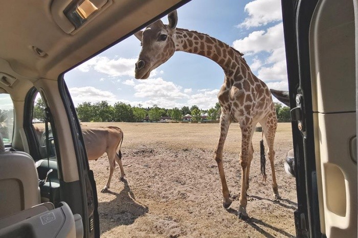 safari tour stukenbrock