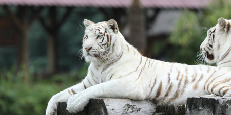 Weiße Tiger