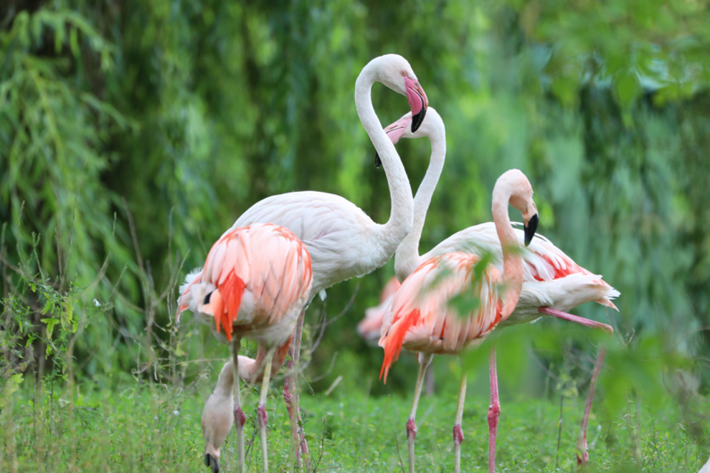 Flamingos im Safariland Stukenbrock