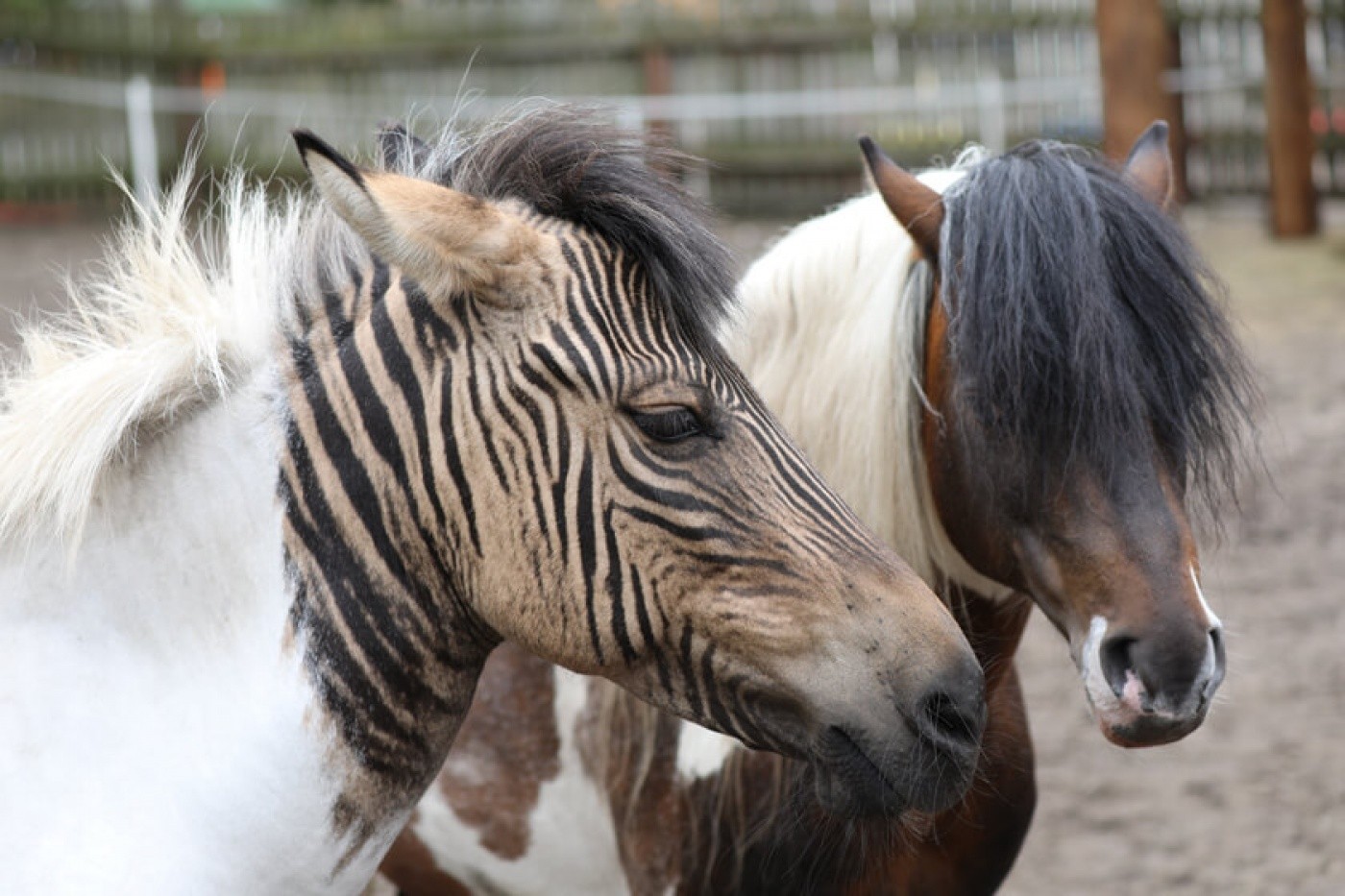 Du wirst es lieben unser wunderschönes ZebraPferd Eclyse