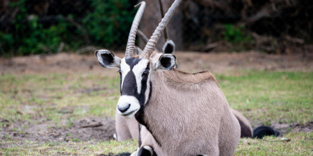 Oryx-Antilopen
