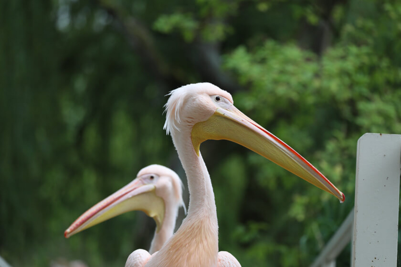 Rosa-Pelikane im Safariland Stukenbrock