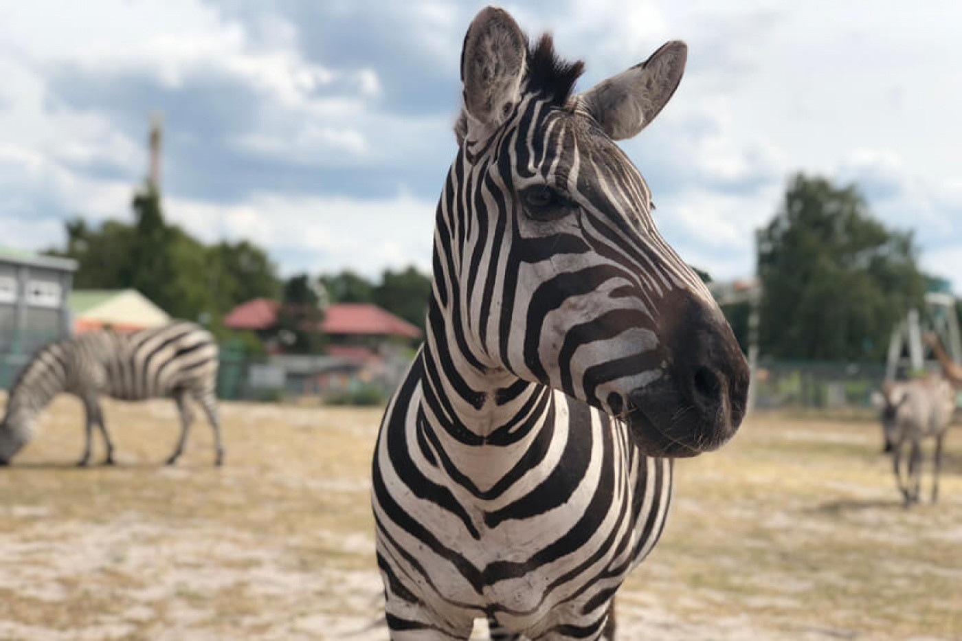 Steppen-Zebras im Safariland Stukenbrock