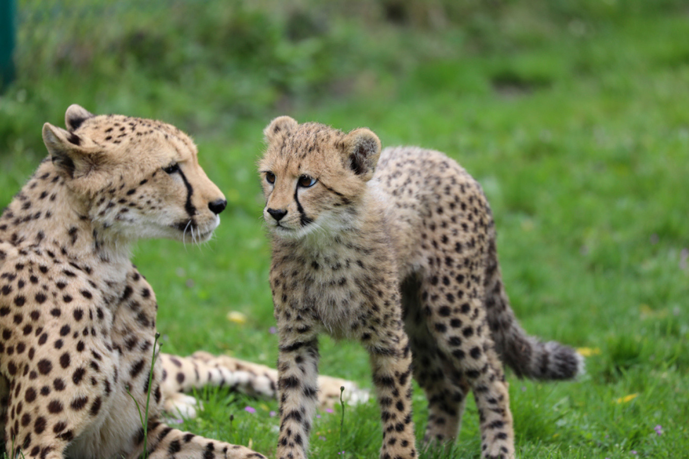 Geparden im Safariland Stukenbrock